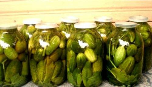 Как засолить огурцы в 3х литровой банке. Засолка хрустящих огурцов на зиму холодным способом рецепты на трехлитровую банку