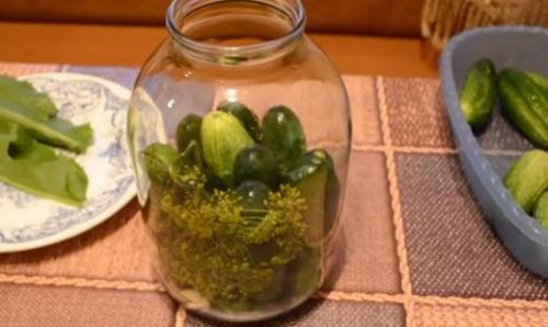 Как засолить огурцы в 3х литровой банке. Засолка хрустящих огурцов на зиму холодным способом рецепты на трехлитровую банку