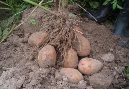 Бородинский сорт картофель. Картофель сорта «Бородянский розовый»: характеристика и особенности агротехники