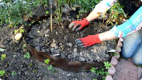 Подготовка роз к зиме. Подготовка розы к зиме в саду и на даче – главные правила ухода за кустами