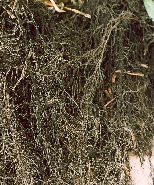 Выращивание черного ореха из плода. Как вырастить черный орех: способы посадки и выбор места для дерева