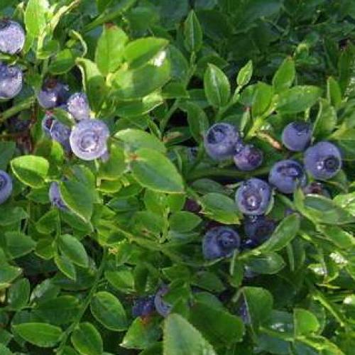 Какие ягоды в лесу растут осенью. Съедобные ягоды в лесу 06