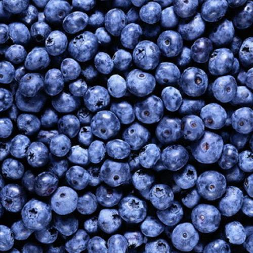 Какие ягоды в лесу растут осенью. Съедобные ягоды в лесу 04