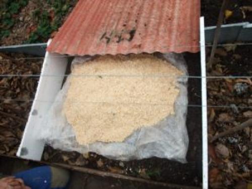 Укрытие винограда опилками. Чем укрывать лозу?