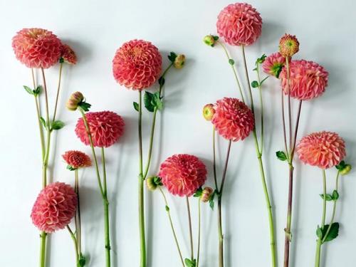 Георгин корень. Описание растения