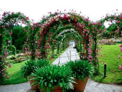 Пергола для роз из дерева. Перголы  с арками