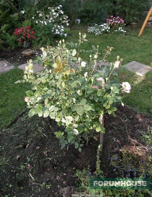 Чем укрыть розы на зиму если нет лапника. Корни – окучивать или нет