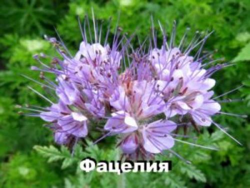 Фацелия многолетняя. Цветок фацелия: фото, разновидности, секреты по уходу и выращиванию