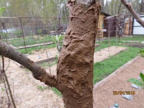 Как лечить деревья. Как вылечить дерево 04