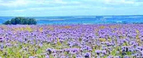 Фацелия многолетняя. Цветок фацелия: фото, разновидности, секреты по уходу и выращиванию