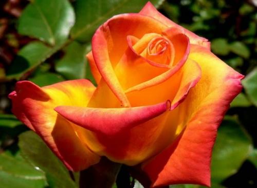 Роза кустовая сорта срезка. Чайно-гибридные розы. Сорта роз