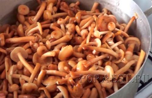 Рецепты консервирования грибов. Стандартный рецепт для пластинчатых грибов 02