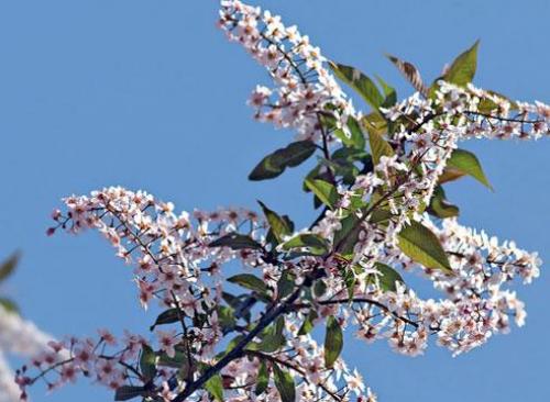 Корневая система черемухи. Достоинства черемухи 05 Корневая система черемухи. Достоинства черемухи 05