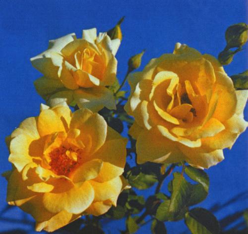 Мелкоцветковые розы сорта. 