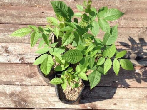 Выращивание черного ореха из плода. Как вырастить черный орех: способы посадки и выбор места для дерева