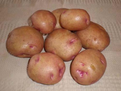 Бородинский сорт картофель. Картофель сорта «Бородянский розовый»: характеристика и особенности агротехники