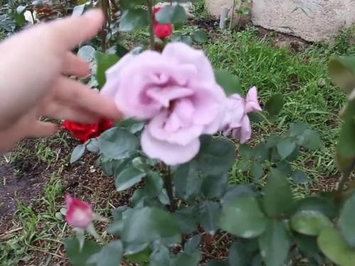 Кустовая мелкоцветковая роза. Лучшие сорта кустовых роз для сада и правила их выращивания