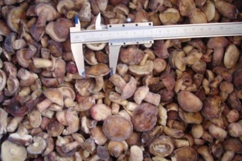 Как заморозить грибы маслята. Рецепты заморозок маслят на зиму