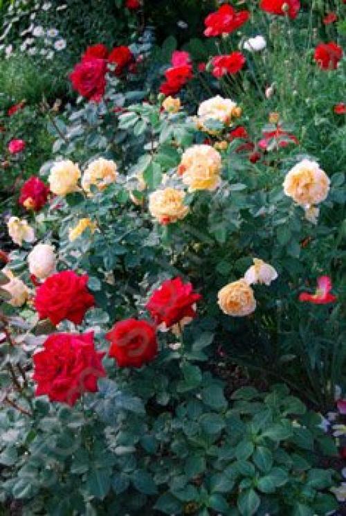 Розы при какой температуре укрывать. При какой температуре укрывать розы на зиму: советы и рекомендации 18