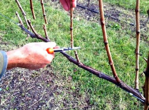 Сроки укрытия винограда на зиму. Укрытие винограда на зиму. сроки, способы, материалы