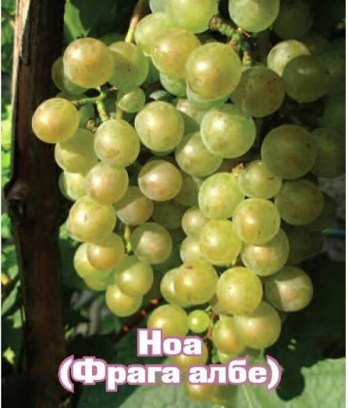 Неукрывной виноград в самаре. И снова про неукрывной морозостойкий виноград