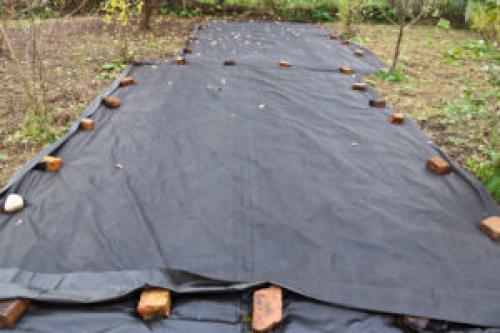 Укрытие винограда опилками. Чем укрывать лозу?