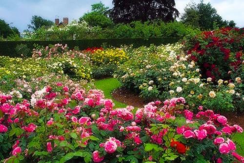 Розы садовые кустовые. Розы, какие они бывают