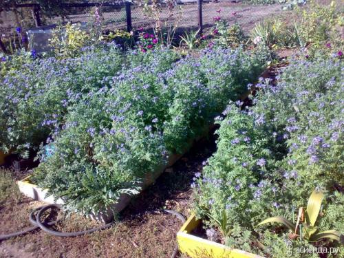 Посадка фацелии в июле. Агротехнические особенности выращивания