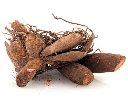 Георгин корень. Описание растения