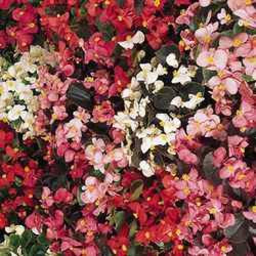 Свиное ухо цветок. Прекрасная бегония 05