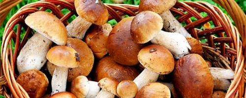 Грибы в луганской области 2019. Осторожно — грибы! Памятка от МЧС ЛНР. — Новости Луганска