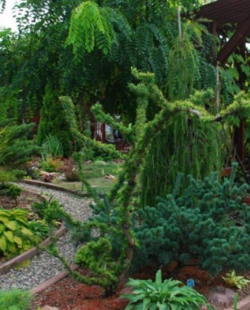 Лиственница тонкочешуйчатая пендула. Популярные виды лиственницы 03