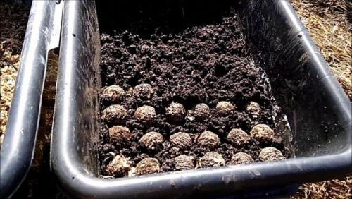 Выращивание черного ореха из плода. Как вырастить черный орех: способы посадки и выбор места для дерева