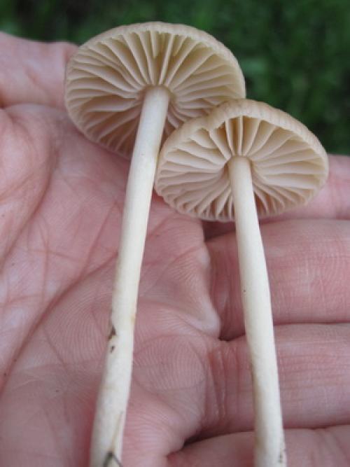 Ядовитые грибы луговые. ТОП-10 Ядовитых Грибов России 11