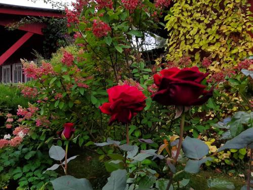 Укрытие роз спанбондом. Скоро зима. Кто согреет наши РОЗЫ?