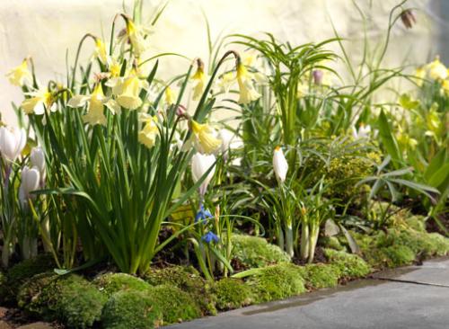 Что посадить рядом с нарциссами. Нарцисс: использование в дизайне сада