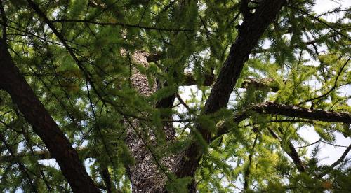 Лиственница тонкочешуйчатая пендула. Популярные виды лиственницы 17