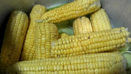 Курсовая работа по теме Технология производства консервированной кукурузы