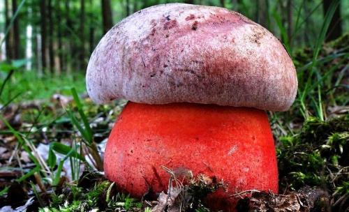 Луговые грибы ядовитые. ТОП-10 Ядовитых Грибов России 05