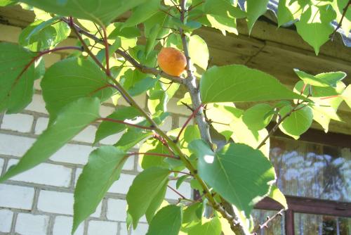 Сорта абрикоса для западной беларуси. Белорусские абрикосы, какие они?