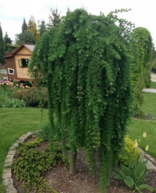 Лиственница тонкочешуйчатая пендула. Популярные виды лиственницы 04