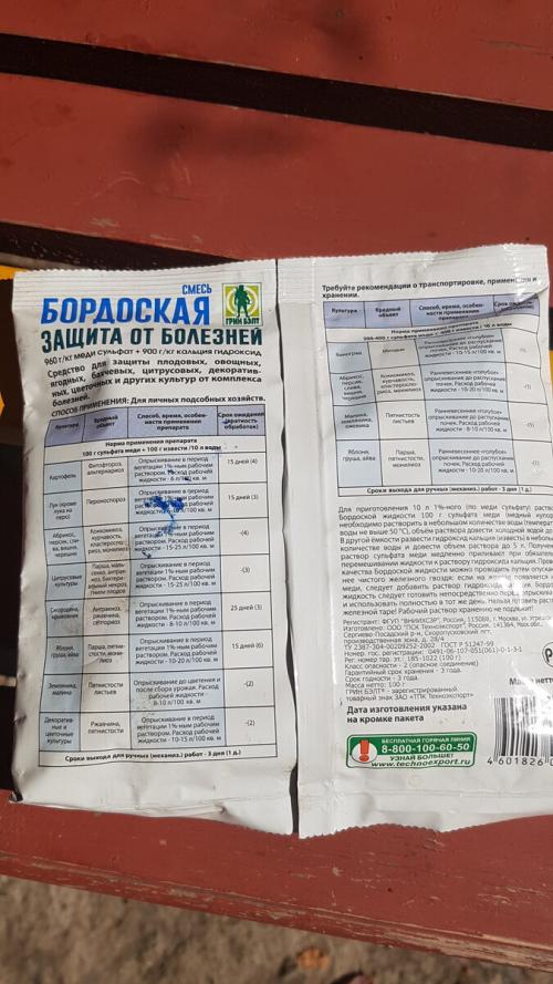 Почему туя сохнет в горшке. Почему желтеет и сохнет туя и как с этим бороться