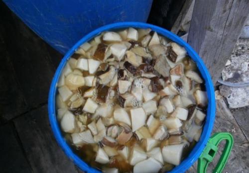 Гриб рядовка фиолетовая способ приготовления. Как правильно готовить рядовку фиолетовую