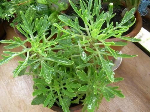 Ложные грибы оленьи рожки. 02