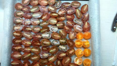 Вяленые помидоры в масле консервированные. Вяленые томаты экспериментальные (не с оливковым маслом)