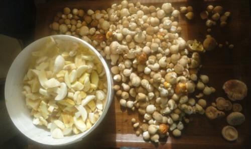 Маринованные лесные грибы быстрого приготовления. Лесные грибы (дождевики) –, как замариновать на зиму?