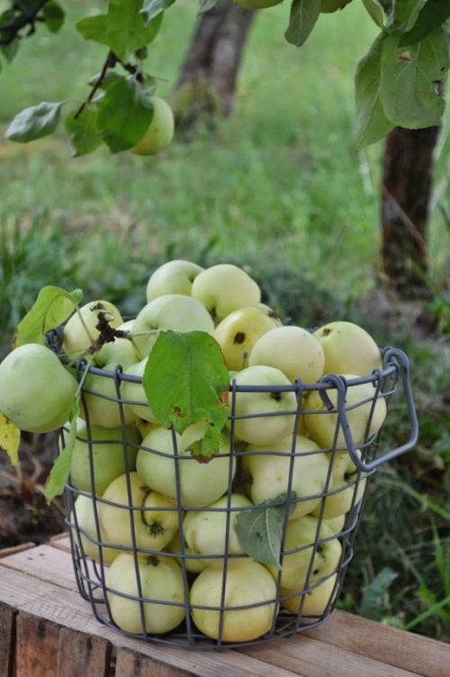 Консервирование груш на зиму в банках. Консервированные груши половинками: рецепт 02