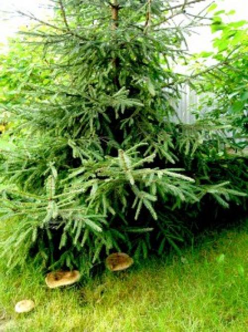 Как жарить свинушки с картошкой. 