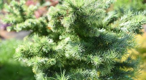 Лиственница тонкочешуйчатая пендула. Популярные виды лиственницы 16