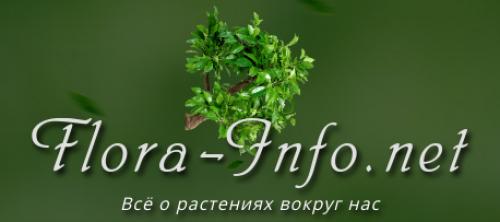 Маринованные шампиньоны быстрый рецепт. Маринованные шампиньоны быстро